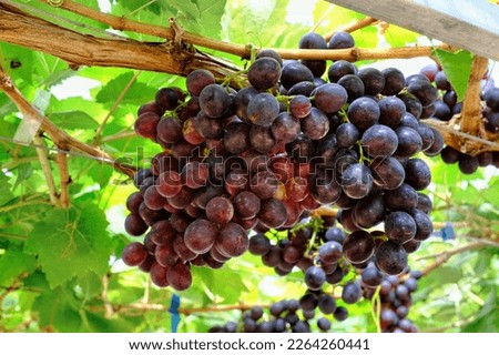 A close up picture of a bunch of ripe purple grapes on its tree during harvesting season, ready to be picked. 
