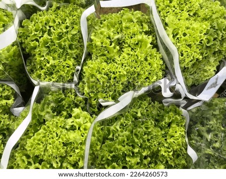 Macro photo vegetable fresh salad. Stock photo green fresh salad background