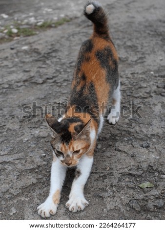a white , brown and black street cat is stretching. 