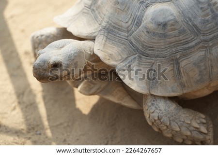 Close-up Turtles walk on the sand for food in tropical countries.