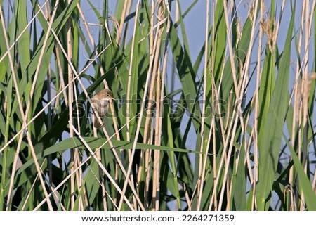 marsh warbler a common and common breeding and summer bird throughout Central Europe