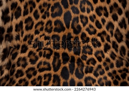 Leopard skin texture : Close-up leopard spot pattern texture background. Royalty-Free Stock Photo #2264276943