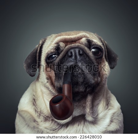 Pug with a tobacco pipe in his mouth