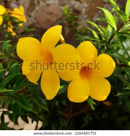 Yellow flowers of Allamanda cathartica, commonly called golden trumpet, common trumpetvine, and yellow allamanda, is a species of flowering plant of the genus Allamanda in the family Apocynaceae.