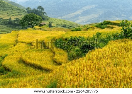 
rice season
Paddy that has turned yellow indicates ready to harvest