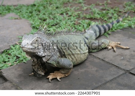 Iguana herbivorous lizard in Reptile park in Bali, Indonesia