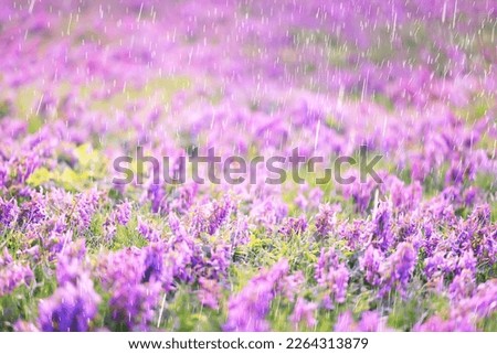 spring wild flowers rain drops abstract background
