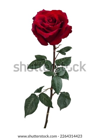 Dark red rose with green leaves isolated on white background Royalty-Free Stock Photo #2264314423