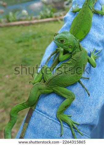 A deformed green iguana clings to a woman's sleeve in a park