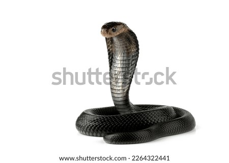 Naja sputatrix closeup on isolated background, Javanese cobra snake closeup in a defensive position