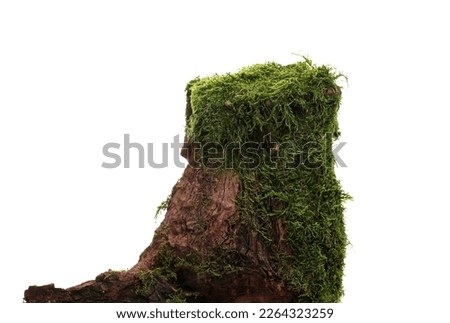 Moss on tree stump, mossy wood isolated on white Royalty-Free Stock Photo #2264323259