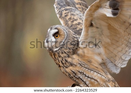 Long-eared owl (Asio otus) also known as the lesser horned owl or cat owl
