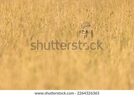 Beautiful Leopard hiding in the gras of the Serengeti, Tanzania