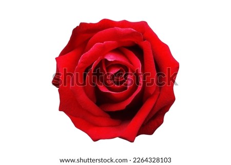 Spring beautiful red rose isolate background for valentine's day, mother's day, summer or love cards.                   