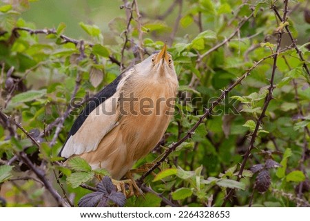 big water bird in the tree, Little Bittern, Ixobrychus minutus Royalty-Free Stock Photo #2264328653