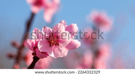 Spring mood - Close up of pink peach blossom on blue sky background