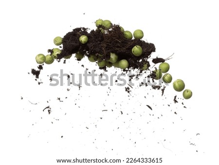 Green Berry Eggplant mix with soil fertilizer fly fall, Green Berry Eggplant for planting float in air. Nightshade Berry Eggplant throw in mid air. White background isolated high speed freeze motion