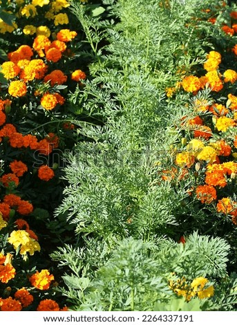 Companion planting. Marigold flowers planted close to carrot plants. The marigold flowers will attract hoverflies that will eat the the carrot flies and protect the carrots. Royalty-Free Stock Photo #2264337191