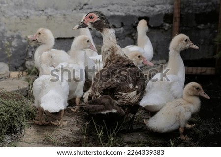 A muscovy duck mother is looking for food with her babies. This duck has the scientific name Cairina moschata.