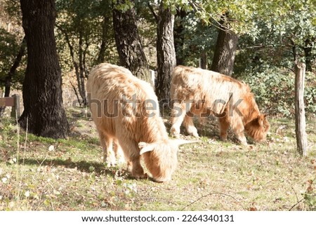 Scottish highlander cows grazing and foraging in the Netherlands  