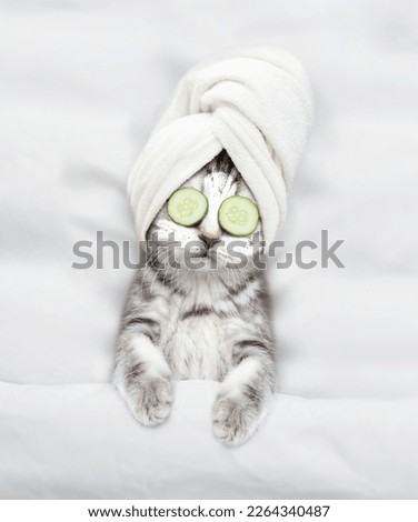 Cute kitten with towel on his head, with cream on his face and with a pieces of cucumber on his eyes relaxing on the bed at spa salon. Top down view