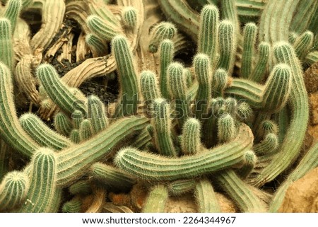 Micranthocereus cactus growing fertilely in group plant 