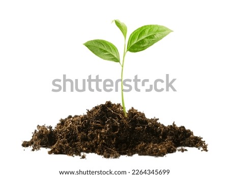 sprout in a pile of soil on a white isolated background Royalty-Free Stock Photo #2264345699
