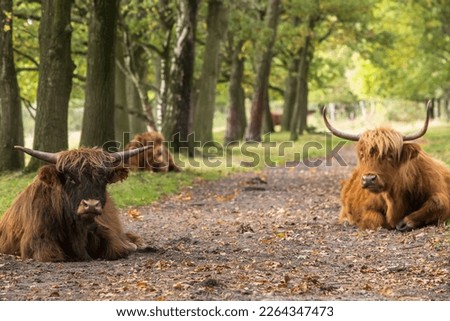 Scottish highlander cow laying in the shadows ruminate there food!