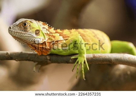 a green iguana resting on a tree branch