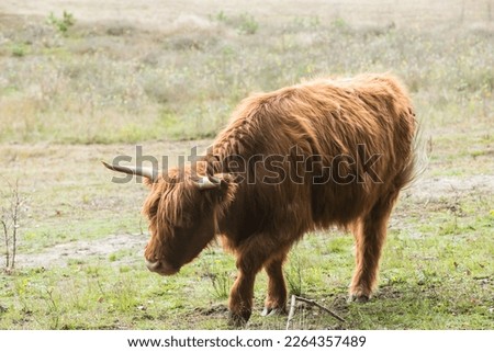 Close up of Scottish Highlander cows grazing in a national park in the Netherlands!