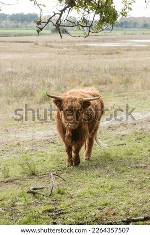 Close up of Scottish Highlander cows grazing in a national park in the Netherlands!