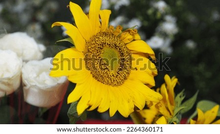 A beautiful sunflower photographed during the day, some of the petals look damaged