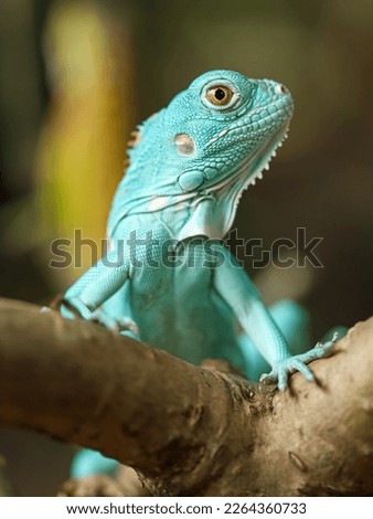 The blue iguana, also known as the Grand Cayman ground iguana. A cute blue iguana in nature
