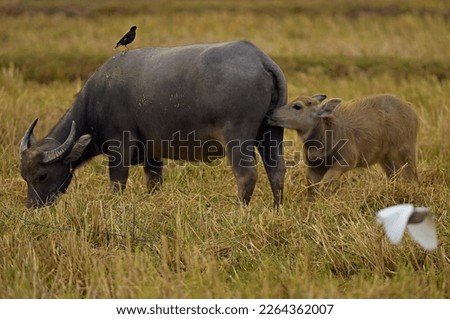 The buffalo mom and kid with bird on the back