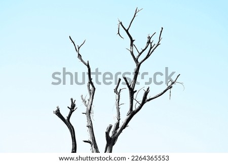 Dead tree Clipart tree trunk in outdoor image