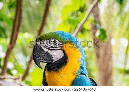 ara ararauna. exotic bird parrot with blue and yellow feathers. Royalty-Free Stock Photo #2264367643