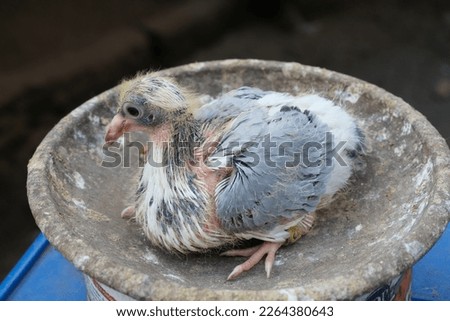 a little pigeon was sitting on a clay plate