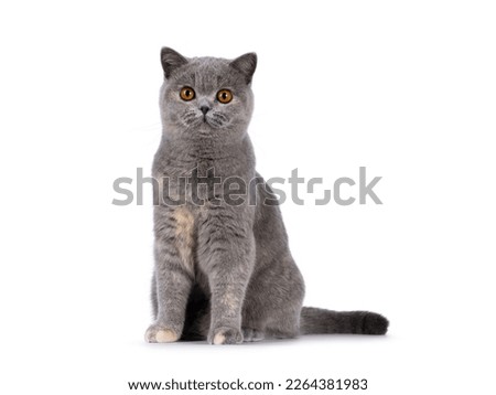 Adorable young blue tortie British Shorthair cat, sitting up side ways but  facing front. Looking towards camera with pretty orange eyes. Isolated on a white background.