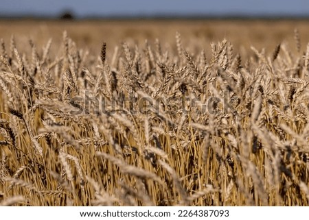 an agricultural field where ripe wheat grows, a field with golden dry wheat that is already ripe