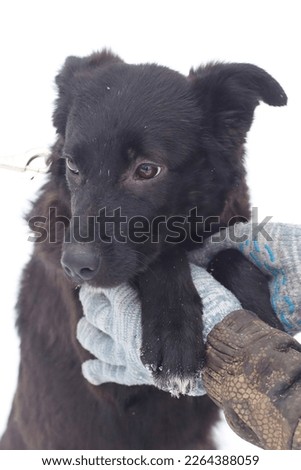 shepherd puppy close up photo with human hands on Snow White background