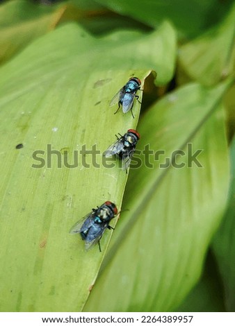three green flies perched on a leaf
