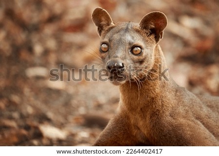 Portrait of wild animal Fossa, Cryptoprocta ferox, resting in dry leaves on the ground, endangered carnivores of Kirindy Forest, Madagascar. Royalty-Free Stock Photo #2264402417
