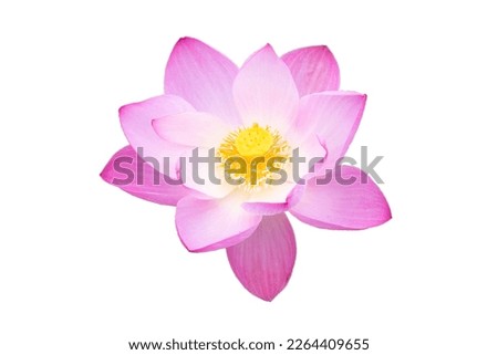 Beautiful blooming pink lotus flower on white background. Royalty-Free Stock Photo #2264409655