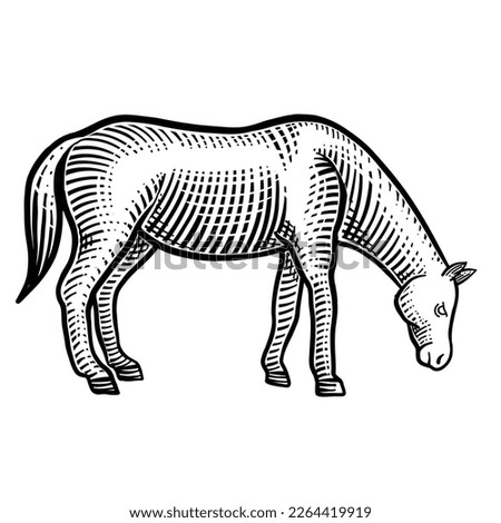 Horse eating grass vector engraving illustration isolated on white background. 