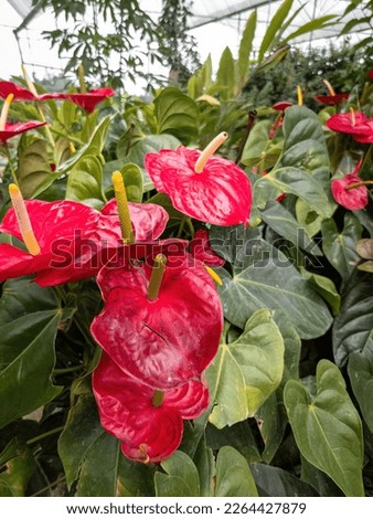 Anthurium is a red heart-shaped flower. Dark green leaves as a background make the flowers stand out beautifully. Anthuriums have come to symbolize hospitality.