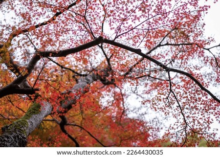 The natural texture of colorful maple leaves or Momijigari in autumn at Japan. Light sunset of the sun with dramatic yellow and orange sky. Image depth of field.