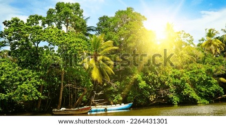 Coconut palm trees and sun on sky . Beautiful tropical background. Wide photo.