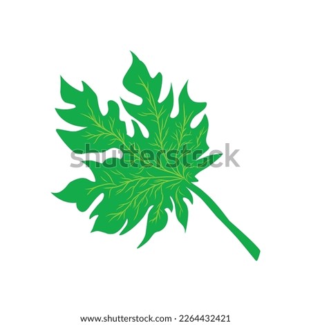 green papaya leaves vector illustration