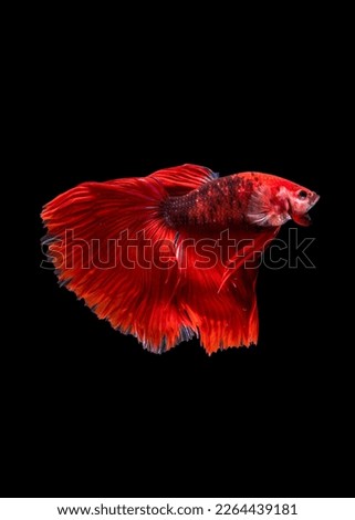 Betta fish are native to Asia, where they live in the shallow water of marshes, ponds, or slow-moving streams. 