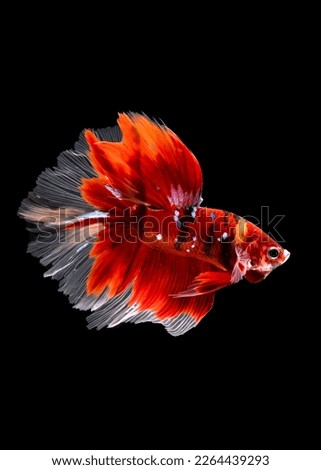 Betta fish are native to Asia, where they live in the shallow water of marshes, ponds, or slow-moving streams. 